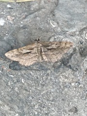 Peribatodes correptaria