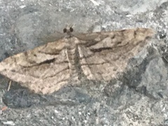 Peribatodes correptaria