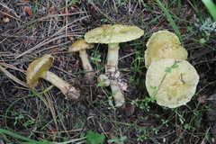 Suillus sibiricus