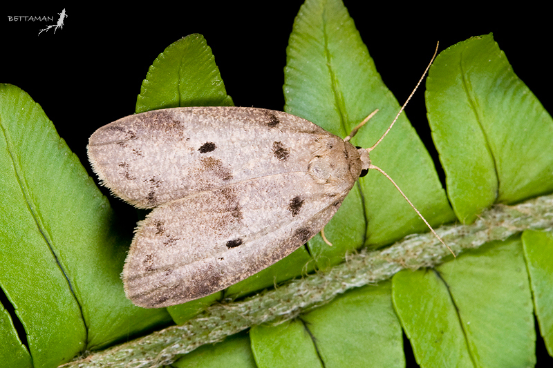 Eugoa grisea