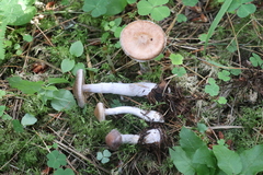Cortinarius saturninus