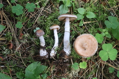 Cortinarius saturninus