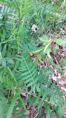 Astragalus falcatus