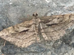 Peribatodes correptaria