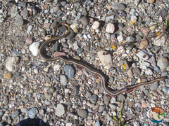 Salvadora intermedia