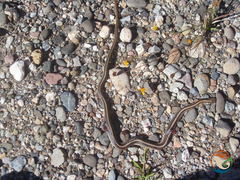 Salvadora intermedia