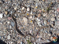 Salvadora intermedia