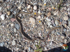 Salvadora intermedia