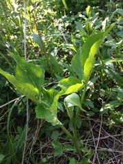 Arisaema stewardsonii