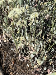 Eriogonum compositum