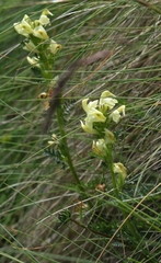Pedicularis tuberosa