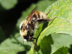 Bombus