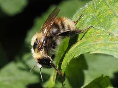 Bombus