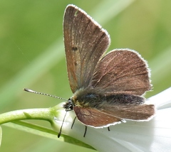 Lycaena tityrus subalpina