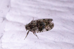 Melanoliarus placitus