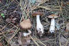 Cortinarius saturninus