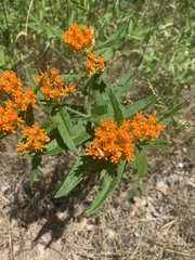 Asclepias tuberosa