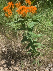 Asclepias tuberosa