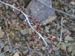 Adromischus cooperi
