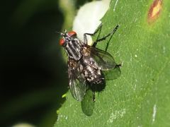 Sarcophagidae