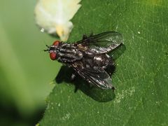 Sarcophagidae