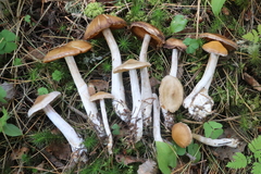 Cortinarius saturninus