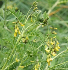 Astragalus penduliflorus