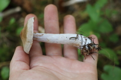 Cortinarius saturninus