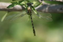 Phanogomphus militaris