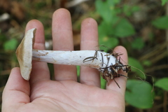 Cortinarius saturninus
