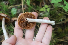Cortinarius saturninus