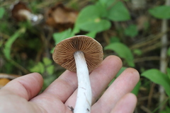 Cortinarius saturninus