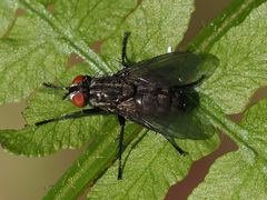 Sarcophagidae