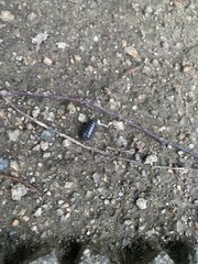 Armadillidium vulgare