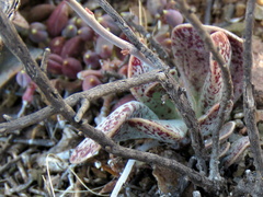 Adromischus cooperi