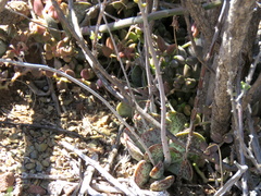 Adromischus cooperi