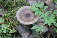 Amanita umbrinolutea