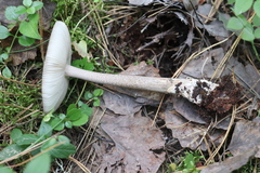 Amanita umbrinolutea