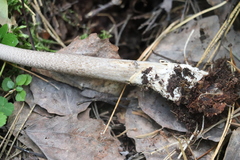 Amanita umbrinolutea