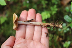 Cortinarius collinitus