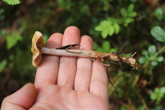 Cortinarius collinitus