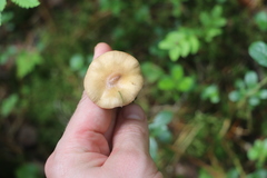 Cortinarius collinitus