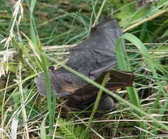 Myotis leibii