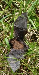Myotis leibii