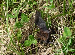 Myotis leibii
