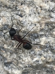 Camponotus herculeanus