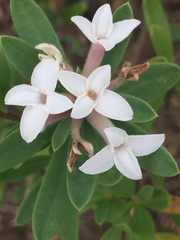 Daphne caucasica