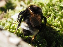 Bombus
