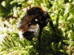 Bombus