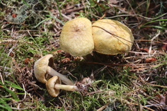 Suillus sibiricus